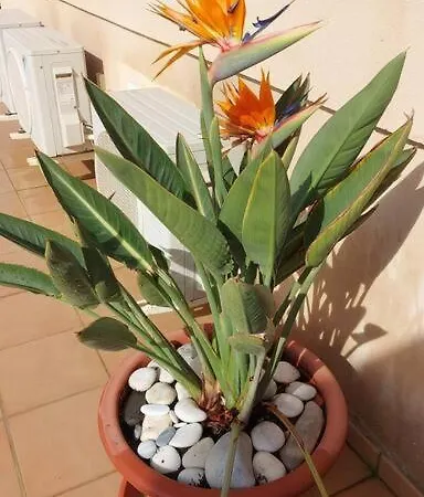 Appartamento A2401 Penthouse Torrecilla Beach, La Cala De Ii, Nerja