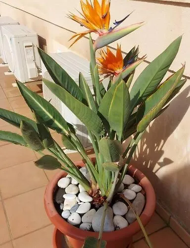 Apartment A2401 Penthouse Torrecilla Beach, La Cala De Ii, Nerja